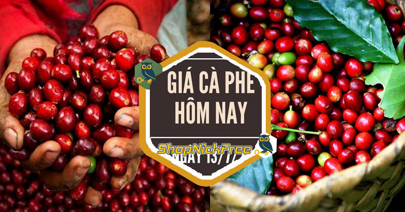 Giá cà phê hôm nay 13/07/2025