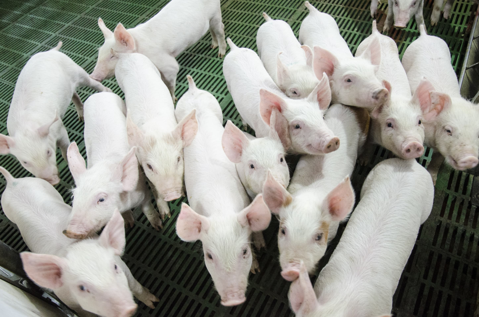 Giá heo hơi hôm nay 27/5/2024: ghi nhận tăng 1.000 - 2.000 đồng/kg ngày đầu tuần. Ảnh minh họa.